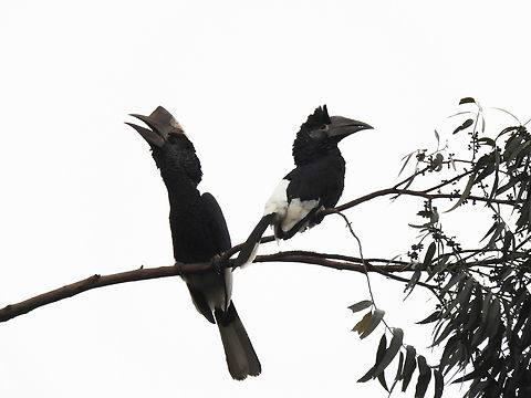 Bycanistes subcylindricus Uganda, Kibale area Black-and-white-casqued hornbill,Bycanistes subcylindricus,Geotagged,Summer,Uganda