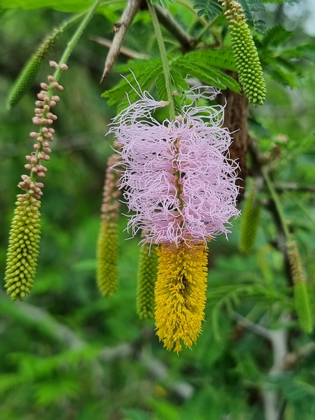 Dichrostachys cinerea Uganda, Kyambura Gorge Dichrostachys cinerea,Geotagged,Sicklebush,Uganda,Winter