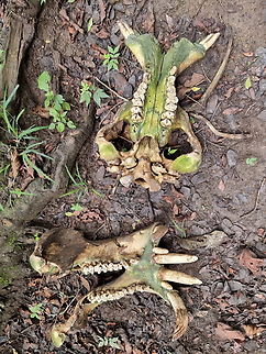 Hippo Uganda, Kyambura Gorge Geotagged,Hippopotamus,Hippopotamus amphibius,Uganda,Winter