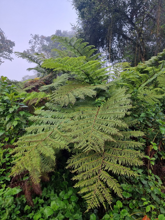 Alsophila manniana Uganda, Bwindy Park Alsophila  manniana,Geotagged,Spiny tree fern,Uganda,Winter
