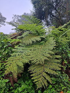 Alsophila manniana Uganda, Bwindy Park Alsophila  manniana,Geotagged,Spiny tree fern,Uganda,Winter