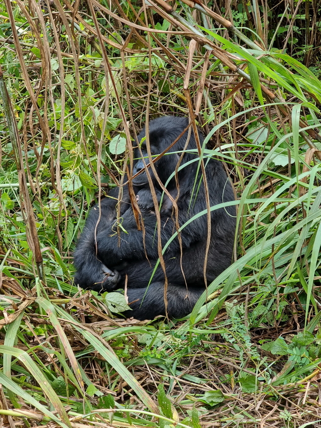 Gorilla beringei beringei Uganda, Bwindy Park Geotagged,Gorilla beringei beringei,Mountain gorilla,Uganda,Winter