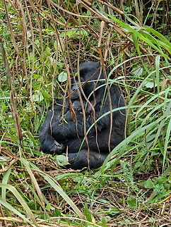Gorilla beringei beringei Uganda, Bwindy Park Geotagged,Gorilla beringei beringei,Mountain gorilla,Uganda,Winter