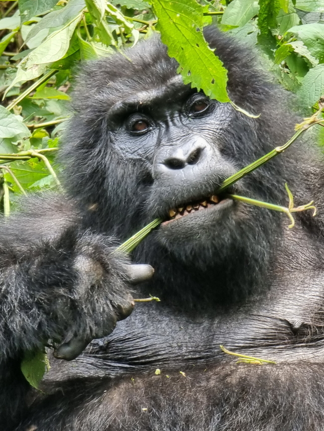 Gorilla beringei beringei Uganda, Bwindy Park Geotagged,Gorilla beringei beringei,Mountain gorilla,Uganda,Winter