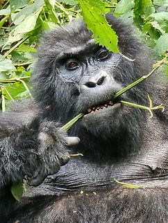 Gorilla beringei beringei Uganda, Bwindy Park Geotagged,Gorilla beringei beringei,Mountain gorilla,Uganda,Winter