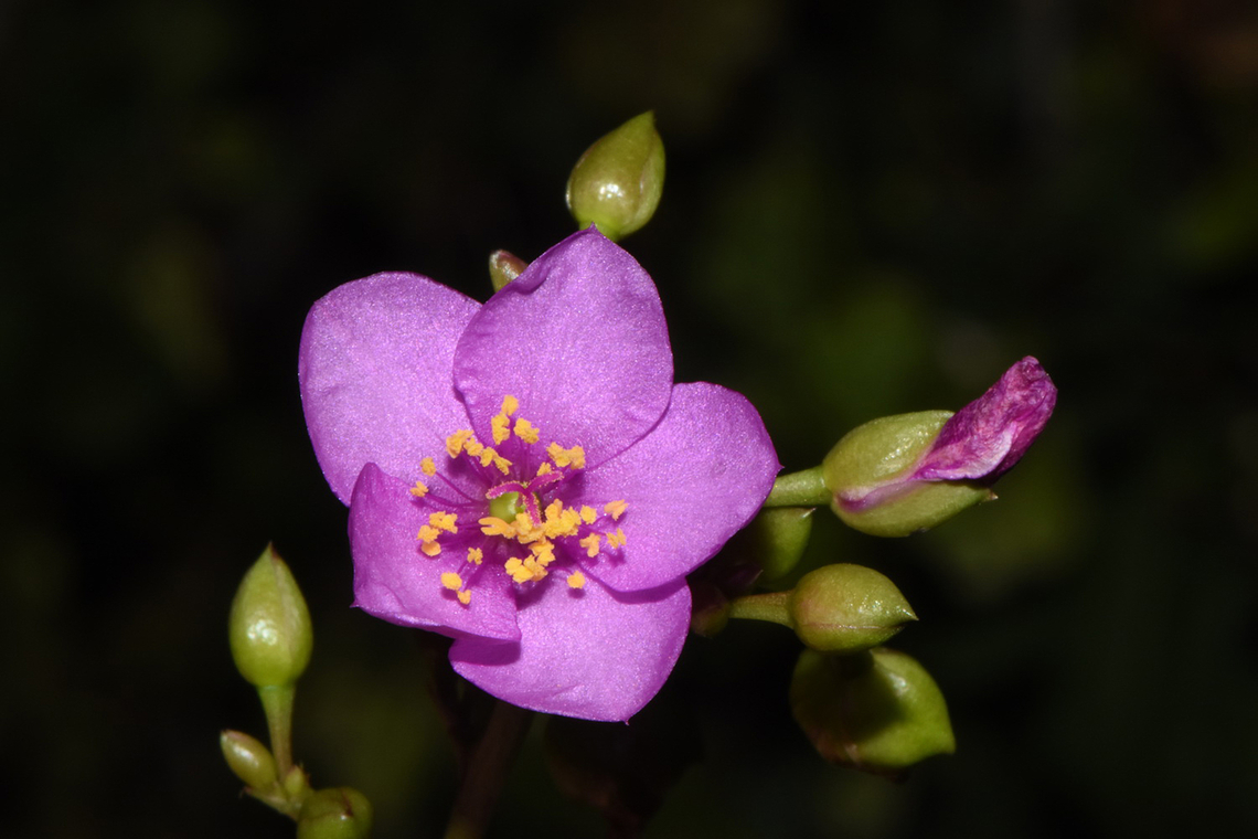 Talinum portulacifolium Uganda: Murchison National Park Geotagged,Summer,Talinum portulacifolium,Uganda
