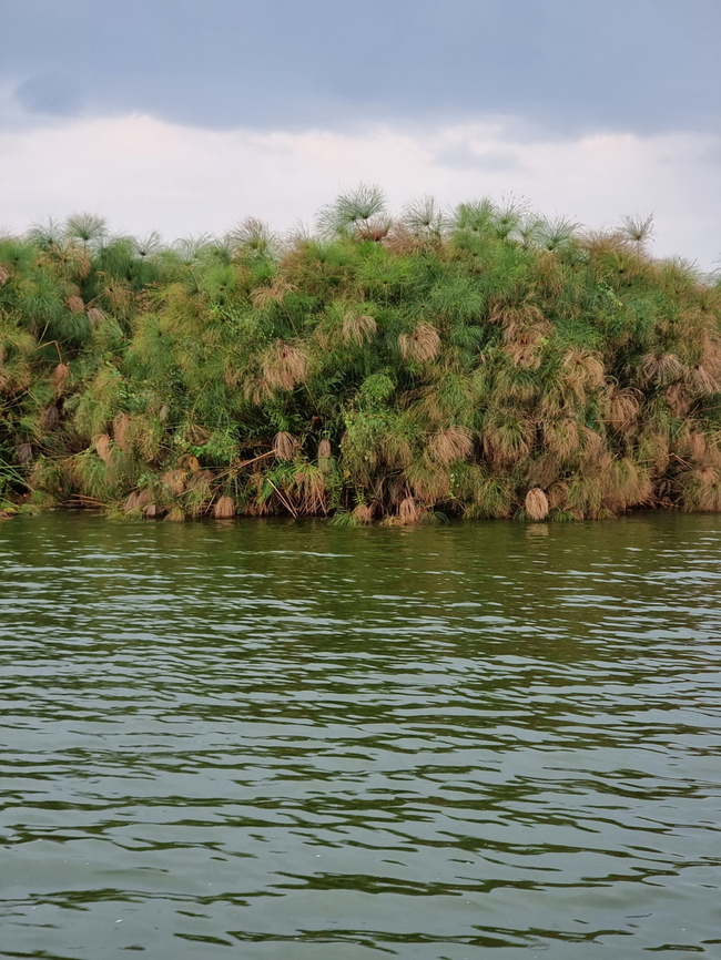 Cyperus papyrus Uganda, Mburo Park Cyperus papyrus,Geotagged,Papyrus sedge,Uganda,Winter