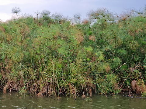 Cyperus papyrus Uganda, Mburo Park Cyperus papyrus,Geotagged,Papyrus sedge,Uganda,Winter