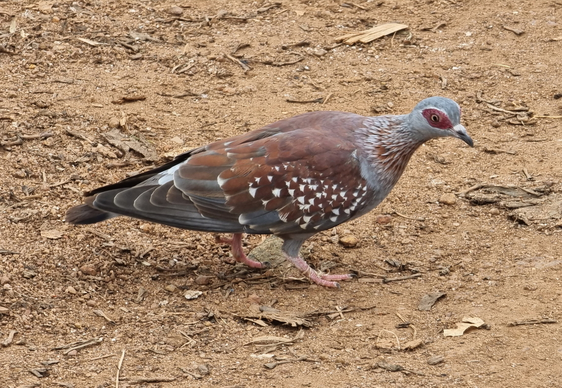 Speckled Pigeon  Columba guinea,Geotagged,Speckled Pigeon,Summer,Uganda