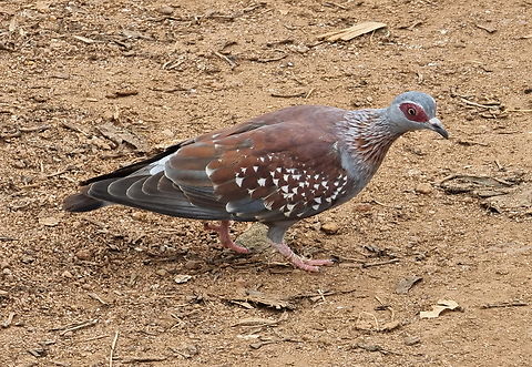 Speckled Pigeon  Columba guinea,Geotagged,Speckled Pigeon,Summer,Uganda