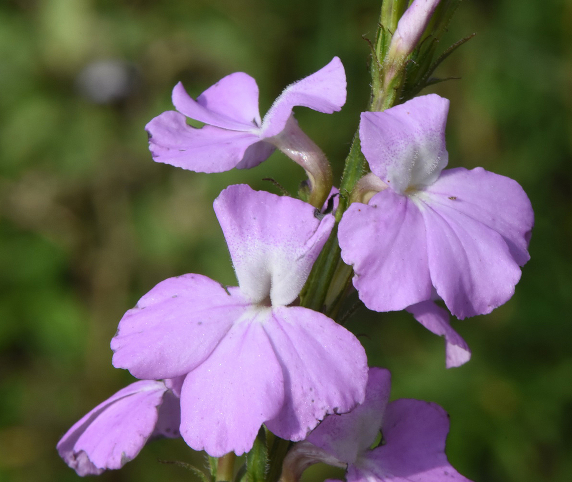 Striga hermonthica Uganda, Katara Geotagged,Purple witchweed,Striga hermonthica,Uganda,Winter