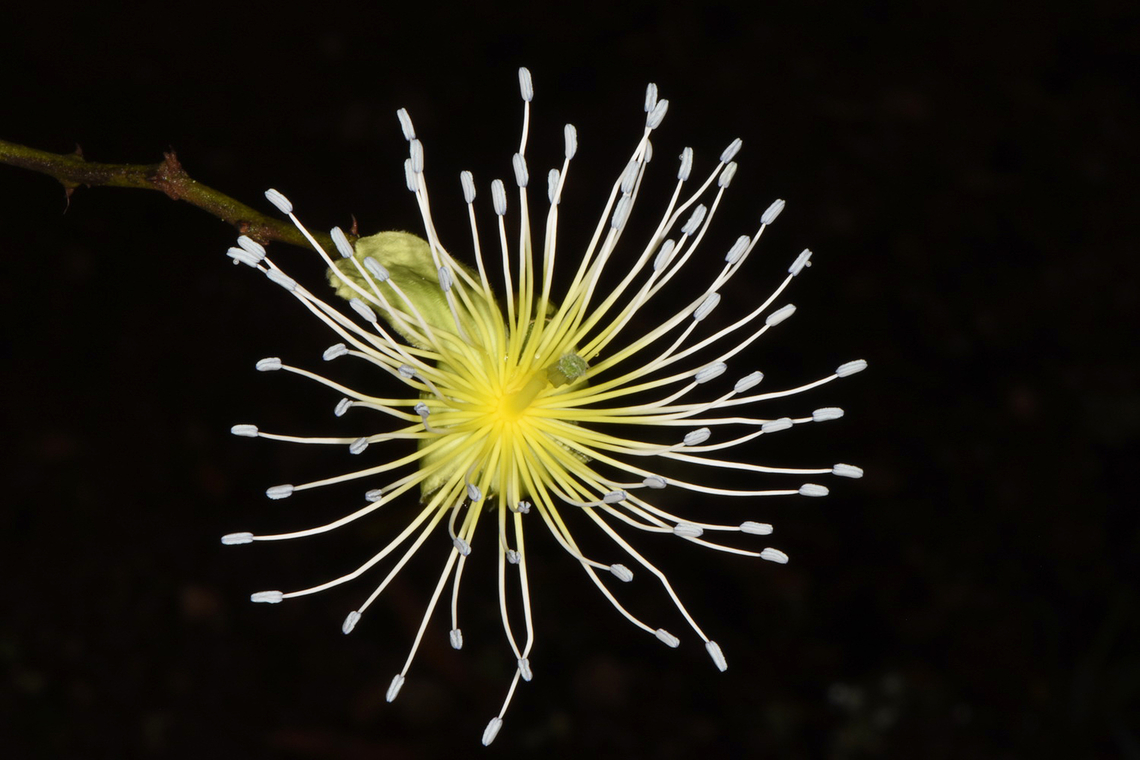 Capparis tomentosa Uganda, Mburo Park Capparis tomentosa,Geotagged,Uganda,Winter,capparis tomentosa