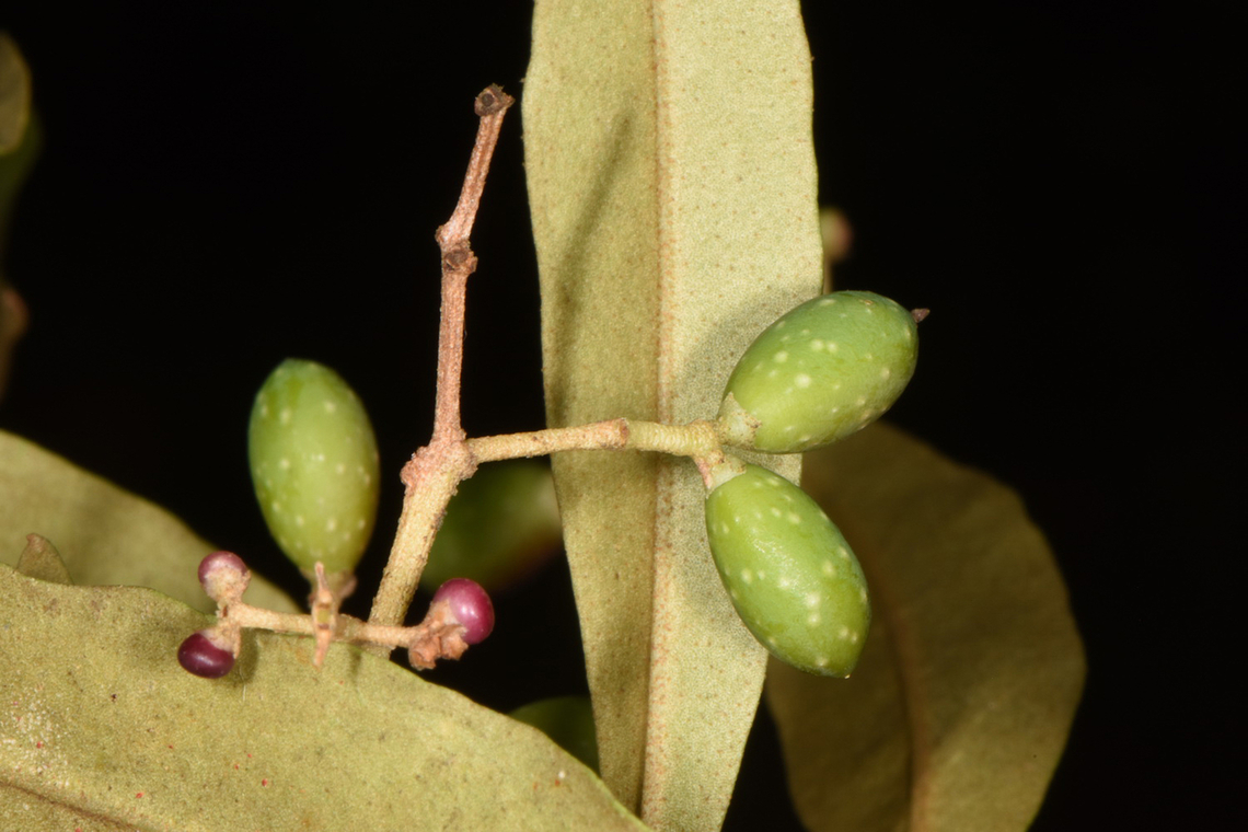 Olea europaea ssp. cuspidata Uganda, Mburo Park Geotagged,Olea europaea,Olive Tree,Uganda,Winter