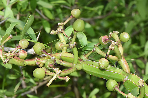 Cissus quadrangularis Uganda, Mburo Park, Rwakobo Rock Lodge Cissus quadrangularis,Geotagged,Single-stemmed Wild Grape,Uganda,Winter