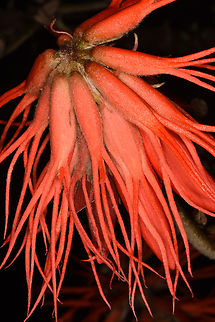 Erythrina abyssinica Uganda, Mburo Park Erythrina abyssinica,Geotagged,Uganda,Winter