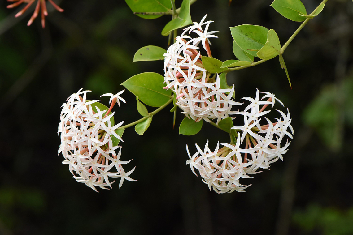 Carissa edulis Uganda, Mburo Park Carissa spinarum,Geotagged,Uganda,Winter