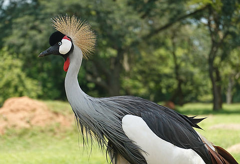 Grey crowned crane Uganda: Ziwa Rhino Park Balearica regulorum,Geotagged,Grey crowned crane,Summer,Uganda