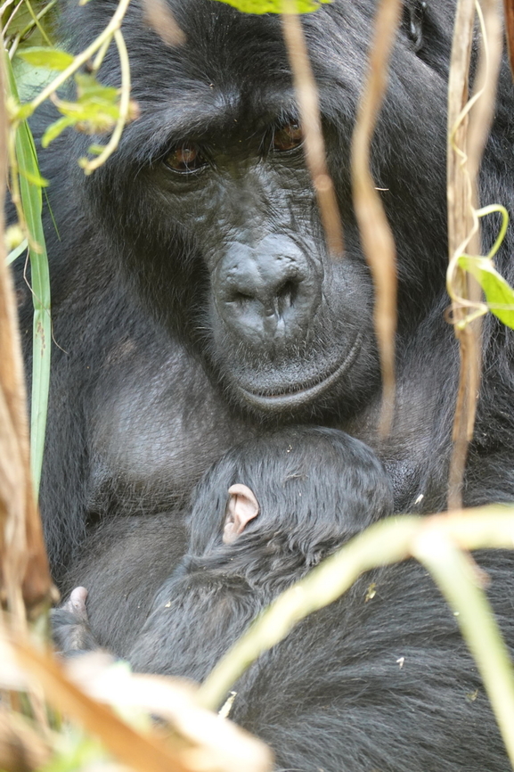 Gorilla beringei beringei Uganda, Bwindy Park Geotagged,Gorilla beringei beringei,Mountain gorilla,Uganda,Winter