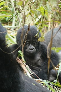 Gorilla beringei beringei Uganda, Bwindy Park Geotagged,Gorilla beringei beringei,Mountain gorilla,Uganda,Winter