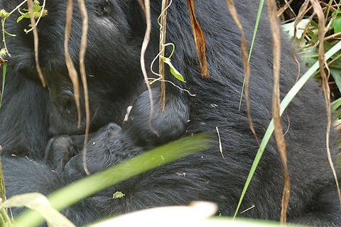 Gorilla beringei beringei Uganda, Bwindy Park Geotagged,Gorilla beringei beringei,Mountain gorilla,Uganda,Winter
