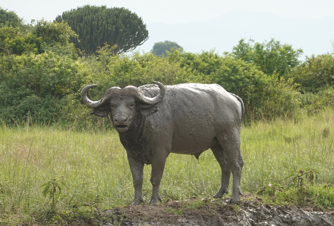 African buffalo Uganda, Kyambura Game Reserve African buffalo,Geotagged,Syncerus caffer,Uganda,Winter