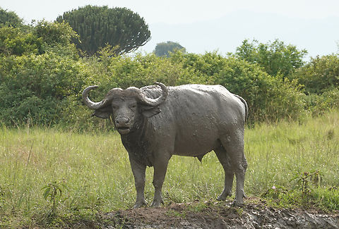 African buffalo Uganda, Kyambura Game Reserve African buffalo,Geotagged,Syncerus caffer,Uganda,Winter