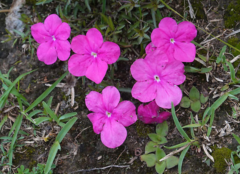 Cycnium tubulosum Uganda, Kyambura Game Reserve Cycnium tubulosum,Geotagged,Summer,Uganda,Vlei ink-flower
