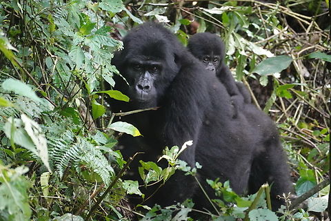 Gorilla beringei beringei Uganda, Bwindy Park Geotagged,Gorilla beringei beringei,Mountain gorilla,Uganda,Winter