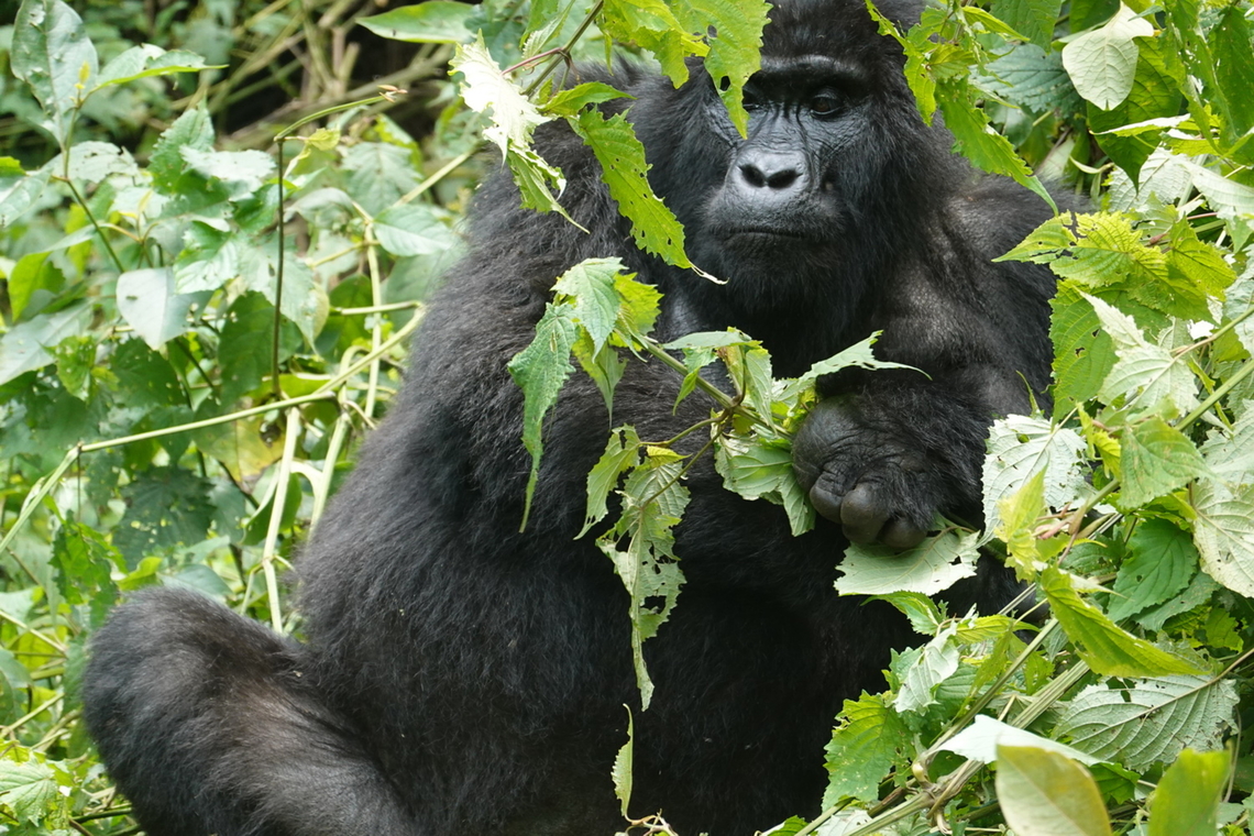 Gorilla beringei beringei Uganda, Bwindy Park Geotagged,Gorilla beringei beringei,Mountain gorilla,Uganda,Winter