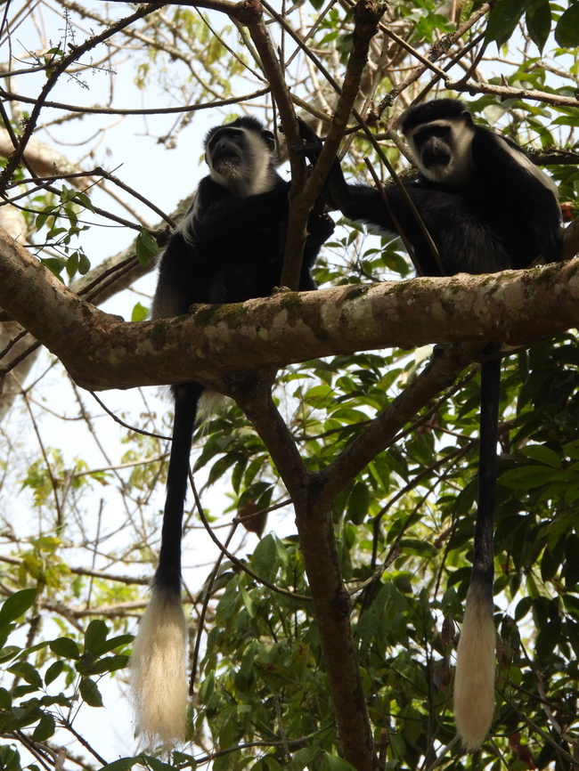 Colobus guereza Uganda: Entebe Botanical Gardens Colobus guereza,Geotagged,Mantled guereza,Summer,Uganda