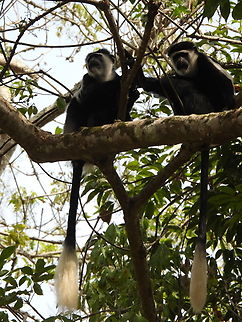 Colobus guereza Uganda: Entebe Botanical Gardens Colobus guereza,Geotagged,Mantled guereza,Summer,Uganda