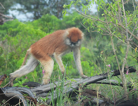 Patas monkey Uganda: Murchison National Park Erythrocebus patas,Geotagged,Patas monkey,Summer,Uganda
