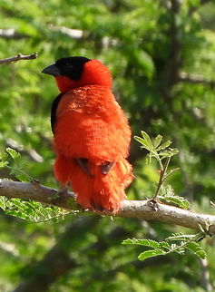 Euplectes franciscanus Uganda: Murchison National Park Euplectes franciscanus,Geotagged,Northern red bishop,Summer,Uganda