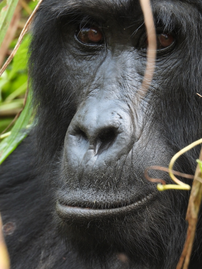 Gorilla beringei beringei Uganda, Bwindy Park Geotagged,Gorilla beringei beringei,Mountain gorilla,Uganda,Winter