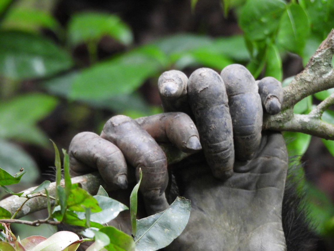 Pan troglodytes Uganda, Kyambura Gorge Common chimpanzee,Geotagged,Pan troglodytes,Uganda,Winter
