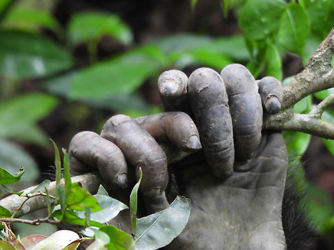 Pan troglodytes Uganda, Kyambura Gorge Common chimpanzee,Geotagged,Pan troglodytes,Uganda,Winter