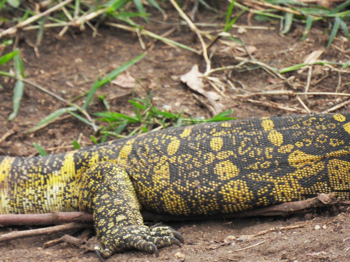 Varanus niloticus Uganda, Kazinga Tunnel Geotagged,Nile monitor,Uganda,Varanus niloticus,Winter