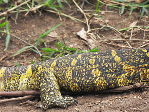 Varanus niloticus Uganda, Kazinga Tunnel Geotagged,Nile monitor,Uganda,Varanus niloticus,Winter