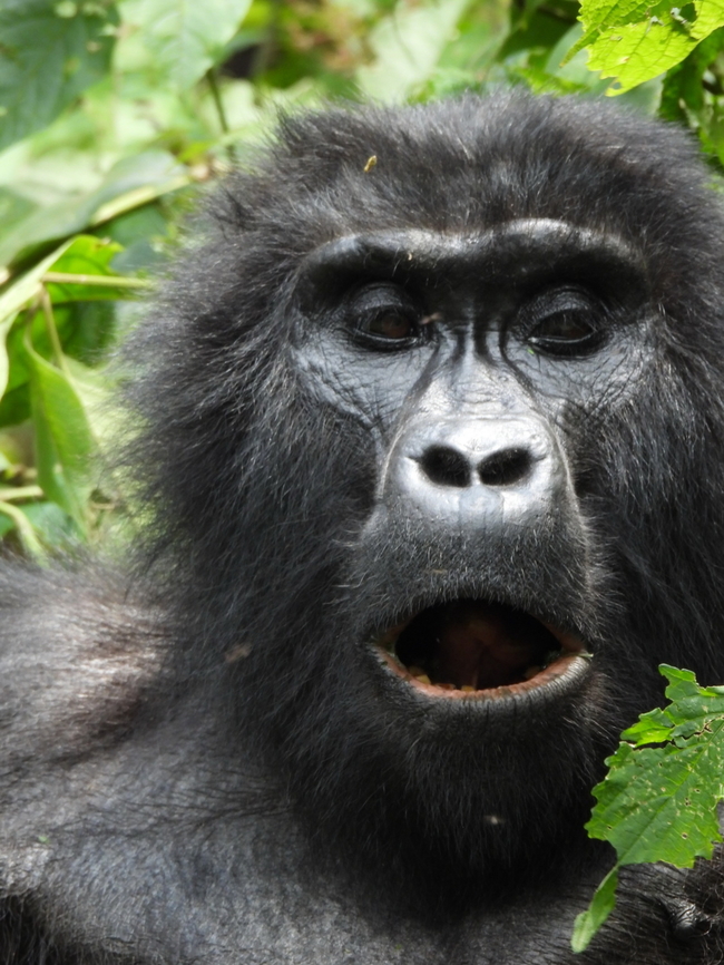 Gorilla beringei beringei Uganda, Bwindy Park Geotagged,Gorilla beringei beringei,Mountain gorilla,Uganda,Winter