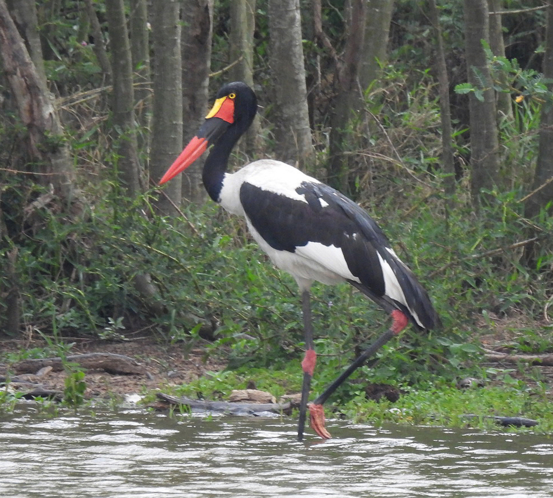 Ephippiorhynchus senegalensis Uganda, Lake Mburo Ephippiorhynchus senegalensis,Geotagged,Saddle-billed Stork,Uganda,Winter