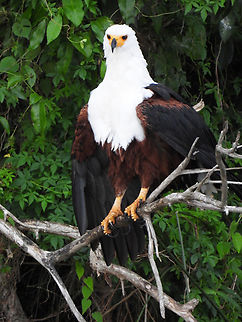 Haliaeetus vocifer Uganda, Lake Mburo African fish eagle,Geotagged,Haliaeetus vocifer,Uganda,Winter