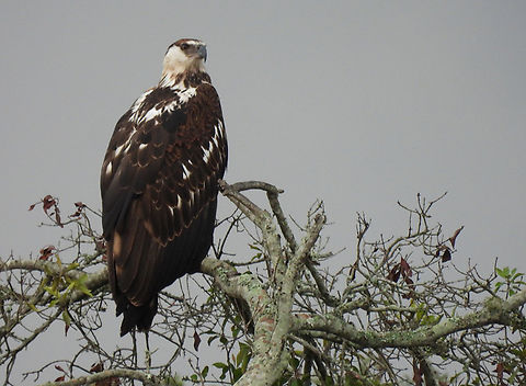 Haliaeetus vocifer Uganda, Lake Mburo African fish eagle,Geotagged,Haliaeetus vocifer,Uganda,Winter