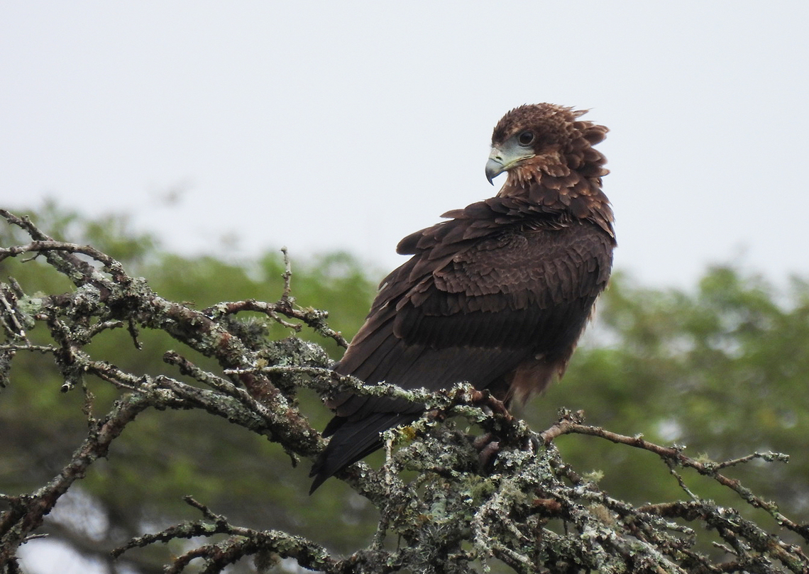 Terathopius ecaudatus Uganda, Mburo Park Bateleur,Geotagged,Terathopius ecaudatus,Uganda,Winter