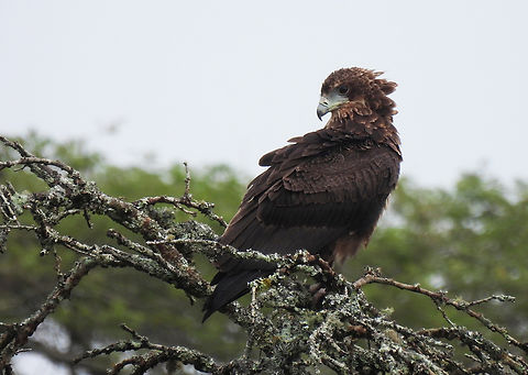 Terathopius ecaudatus Uganda, Mburo Park Bateleur,Geotagged,Terathopius ecaudatus,Uganda,Winter