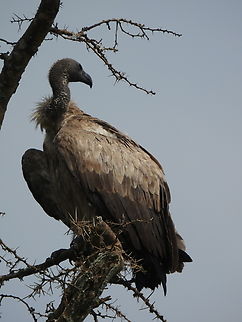 Gyps rueppelli Uganda, Mburo Park Geotagged,Gyps africanus,Gyps rueppelli,Rüppell's vulture,Uganda,White-backed Vulture,Winter