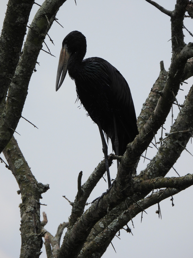 Anastomus lamelligerus Uganda, Mburo Park African Openbill,Anastomus lamelligerus,Geotagged,Uganda,Winter
