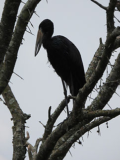 Anastomus lamelligerus Uganda, Mburo Park African Openbill,Anastomus lamelligerus,Geotagged,Uganda,Winter