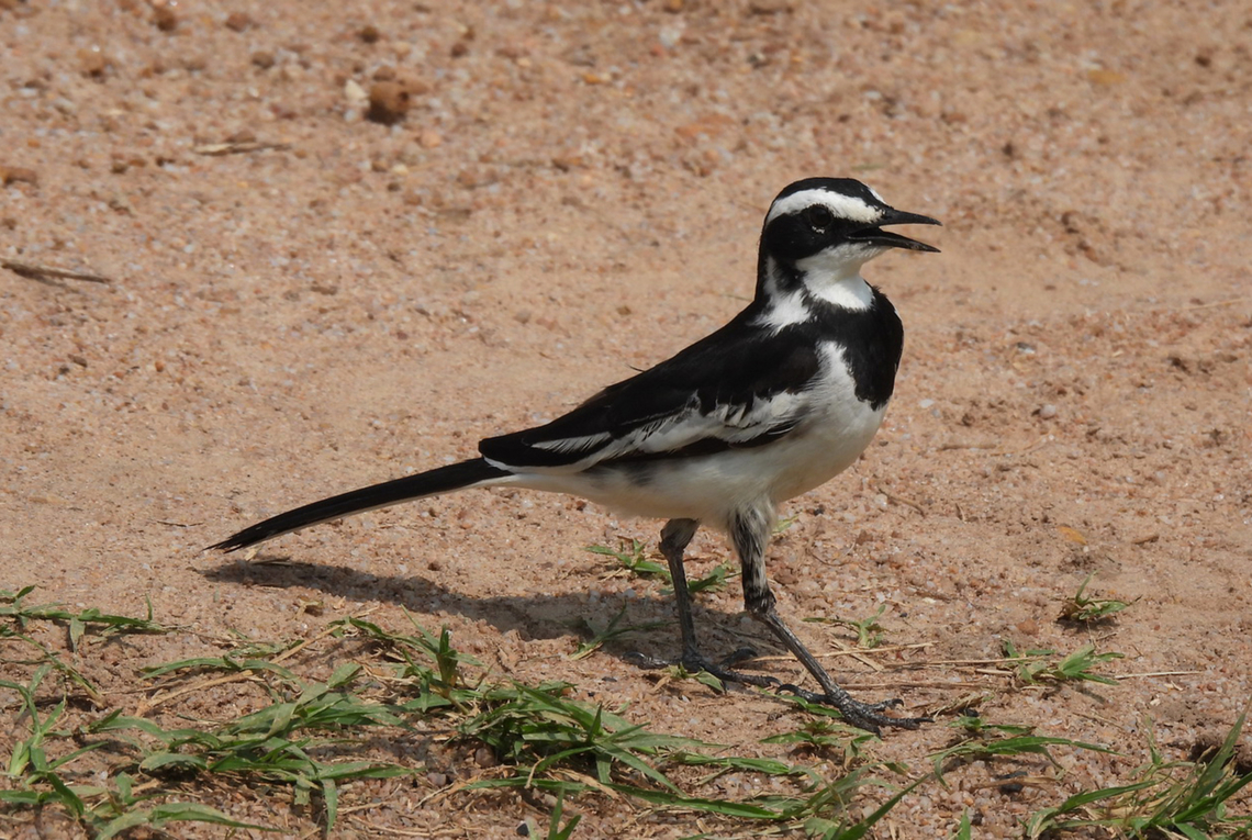 African pied wagtail Uganda, Mburo Park African pied wagtail,Geotagged,Motacilla aguimp,Uganda,Winter