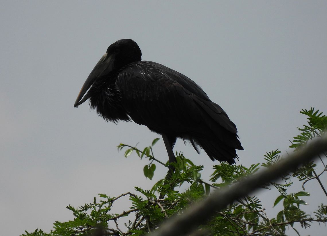 Anastomus lamelligerus Uganda, Mburo Park African Openbill,Anastomus lamelligerus,Geotagged,Uganda,Winter