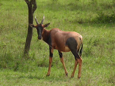 Damaliscus lunatus Uganda, Mburo Park Common tsessebe,Damaliscus lunatus,Geotagged,Uganda,Winter